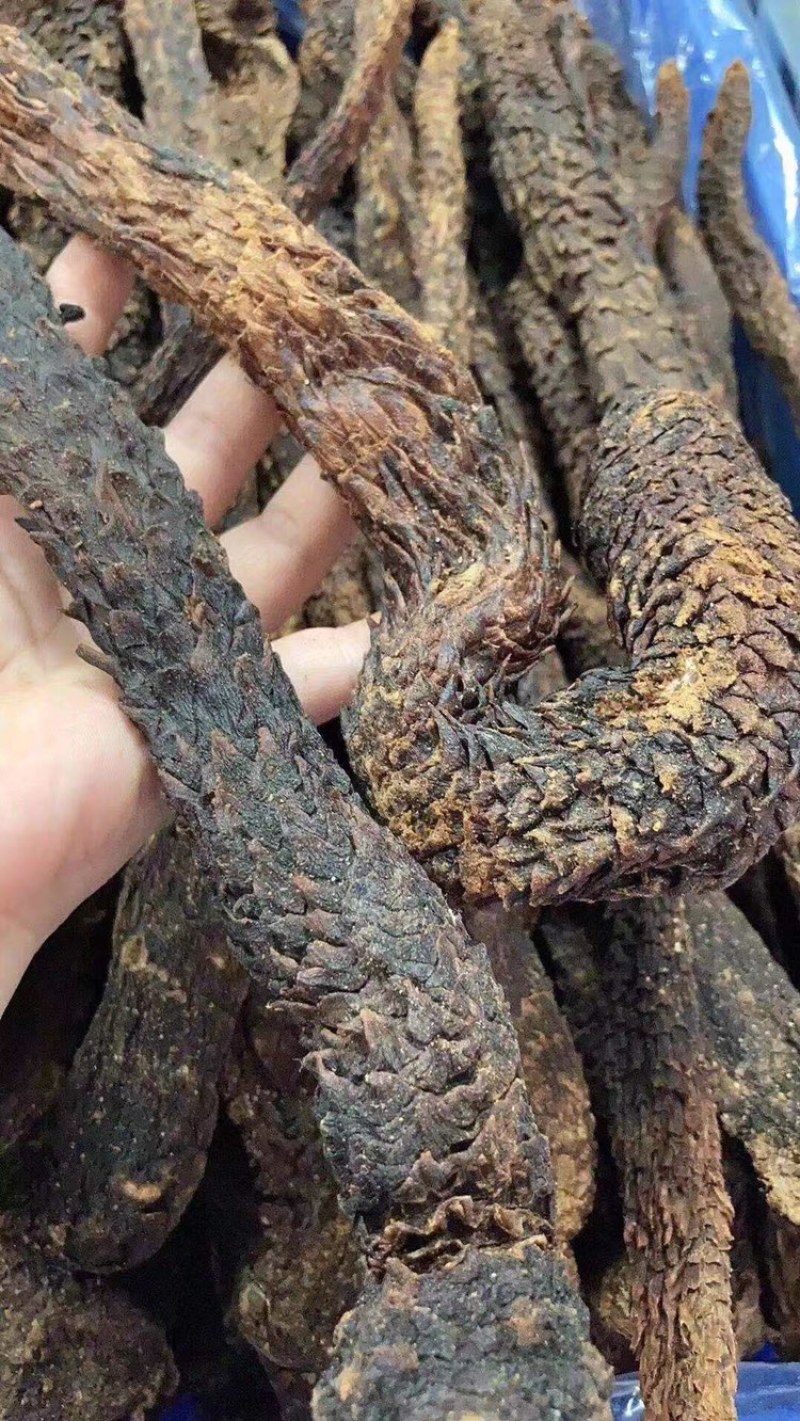 中药材肉苁蓉正品片装大芸泡水泡酒肉从容