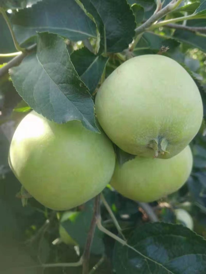 电商**美八红露早熟苹果量大价优货源充足质量好。