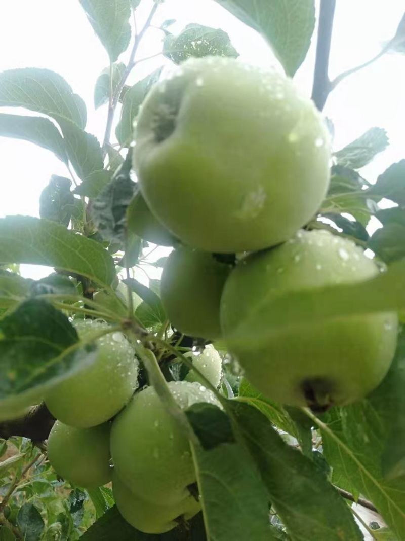 电商**美八红露早熟苹果量大价优货源充足质量好。