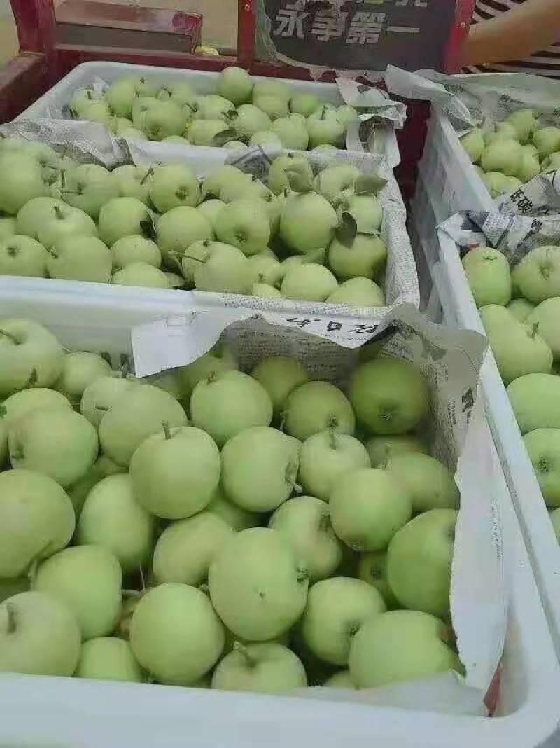 电商**美八红露早熟苹果量大价优货源充足质量好。