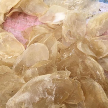 鲜鱼泡干鱼胶大量供应中