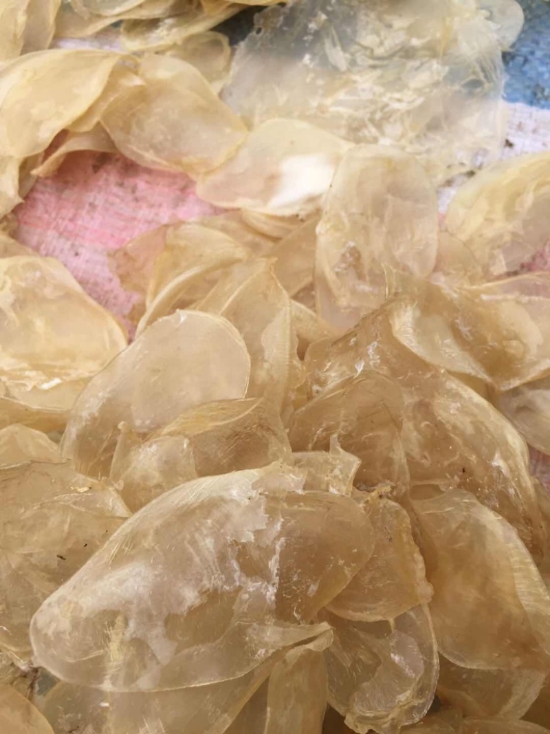 鲜鱼泡干鱼胶大量供应中