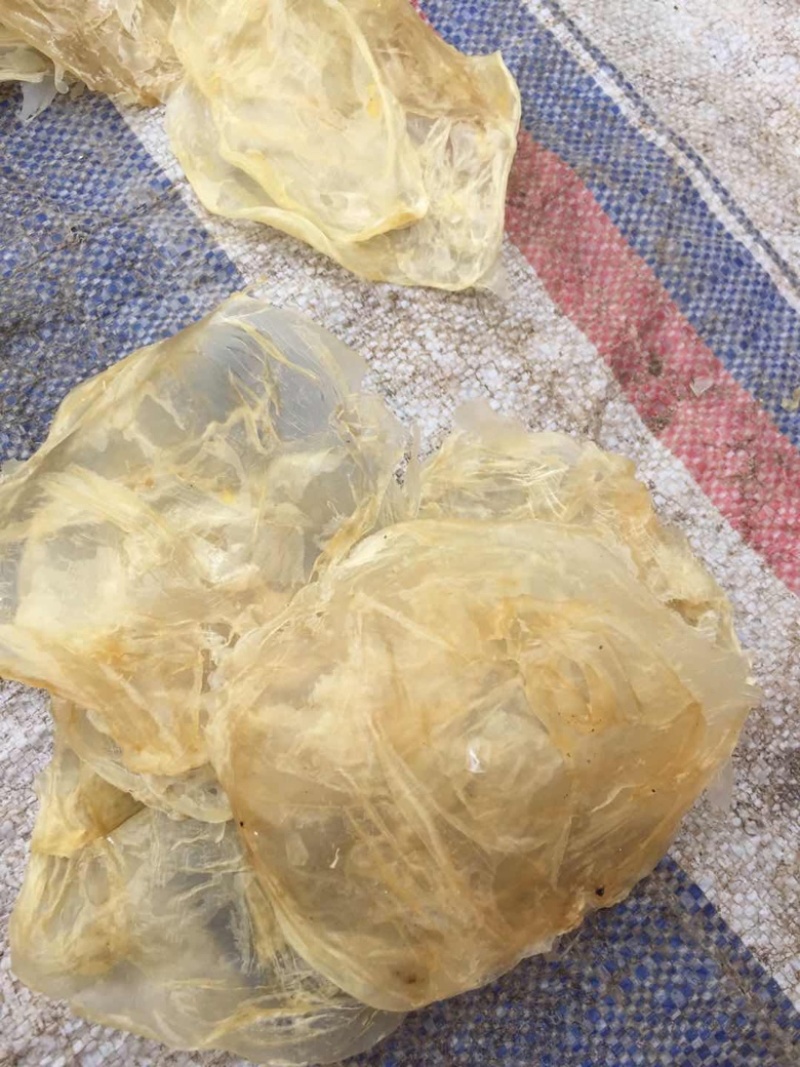 鲜鱼泡干鱼胶大量供应中