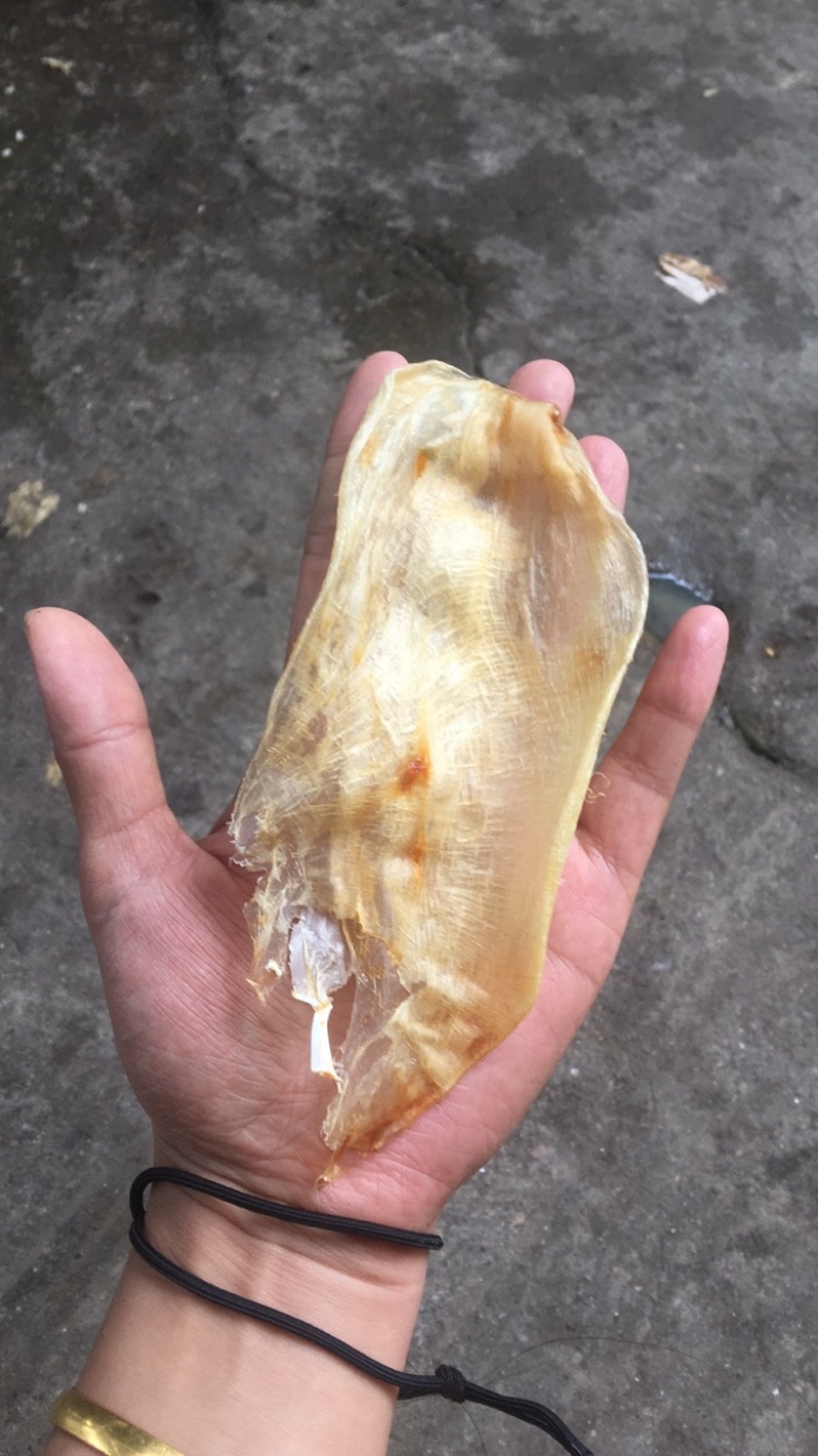 鲜鱼泡干鱼胶大量供应中