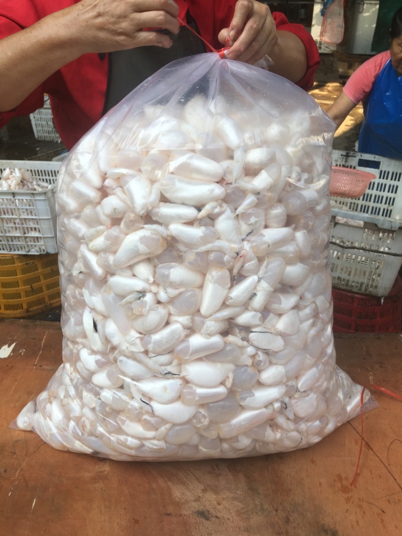 鲜鱼泡干鱼胶大量供应中
