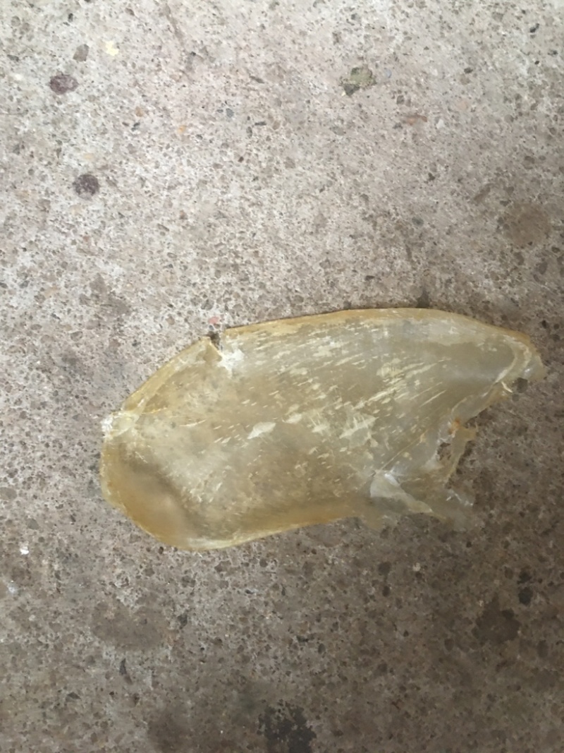 鲜鱼泡干鱼胶大量供应中