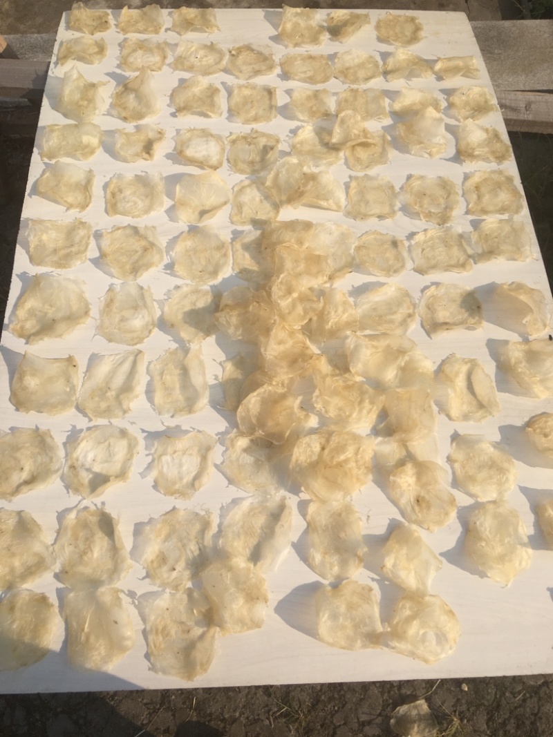 鲜鱼泡干鱼胶大量供应中