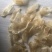 鲜鱼泡干鱼胶大量供应中