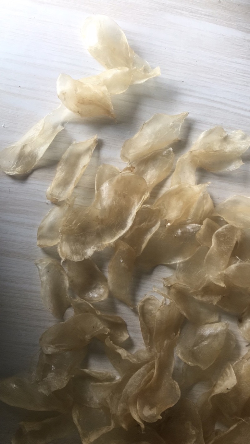 鲜鱼泡干鱼胶大量供应中
