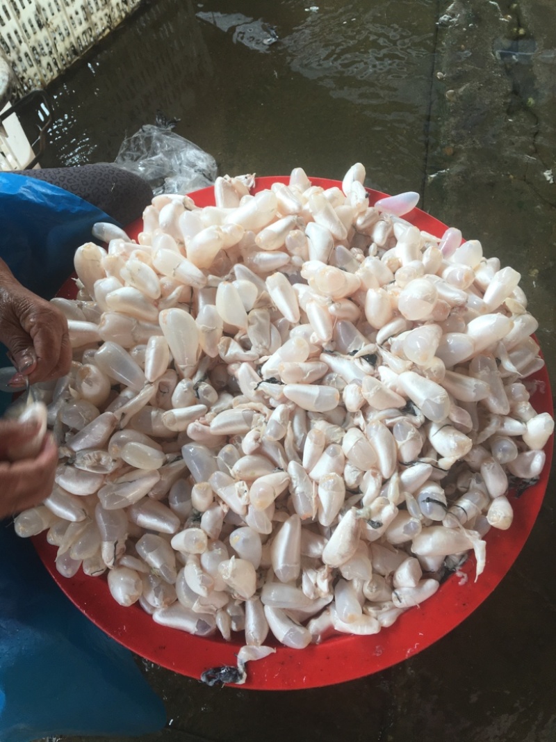 鲜鱼泡干鱼胶大量供应中