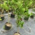 广东香水柠檬无籽青柠台湾无籽香水柠檬苗一年四季花果不停