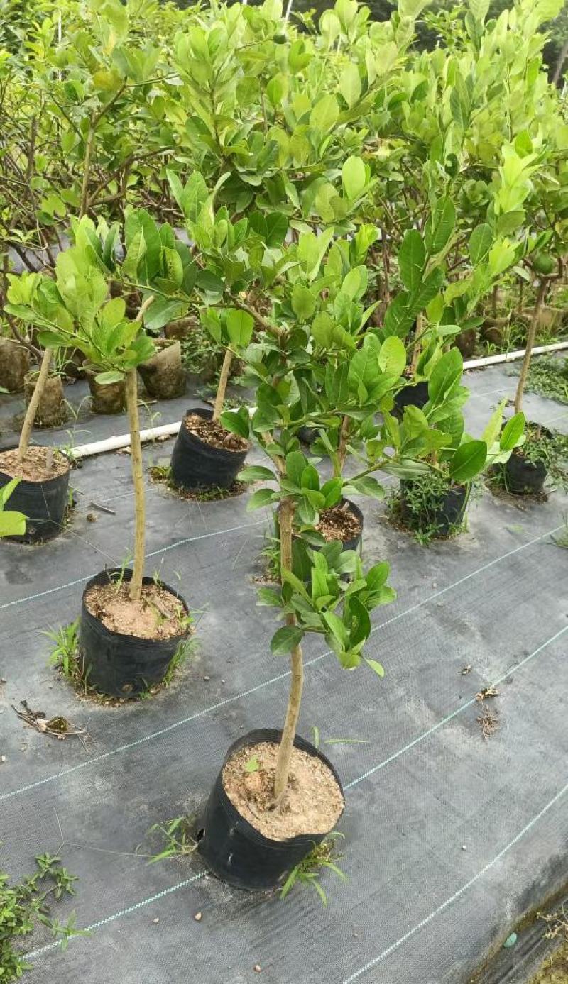 广东香水柠檬无籽青柠台湾无籽香水柠檬苗一年四季花果不停