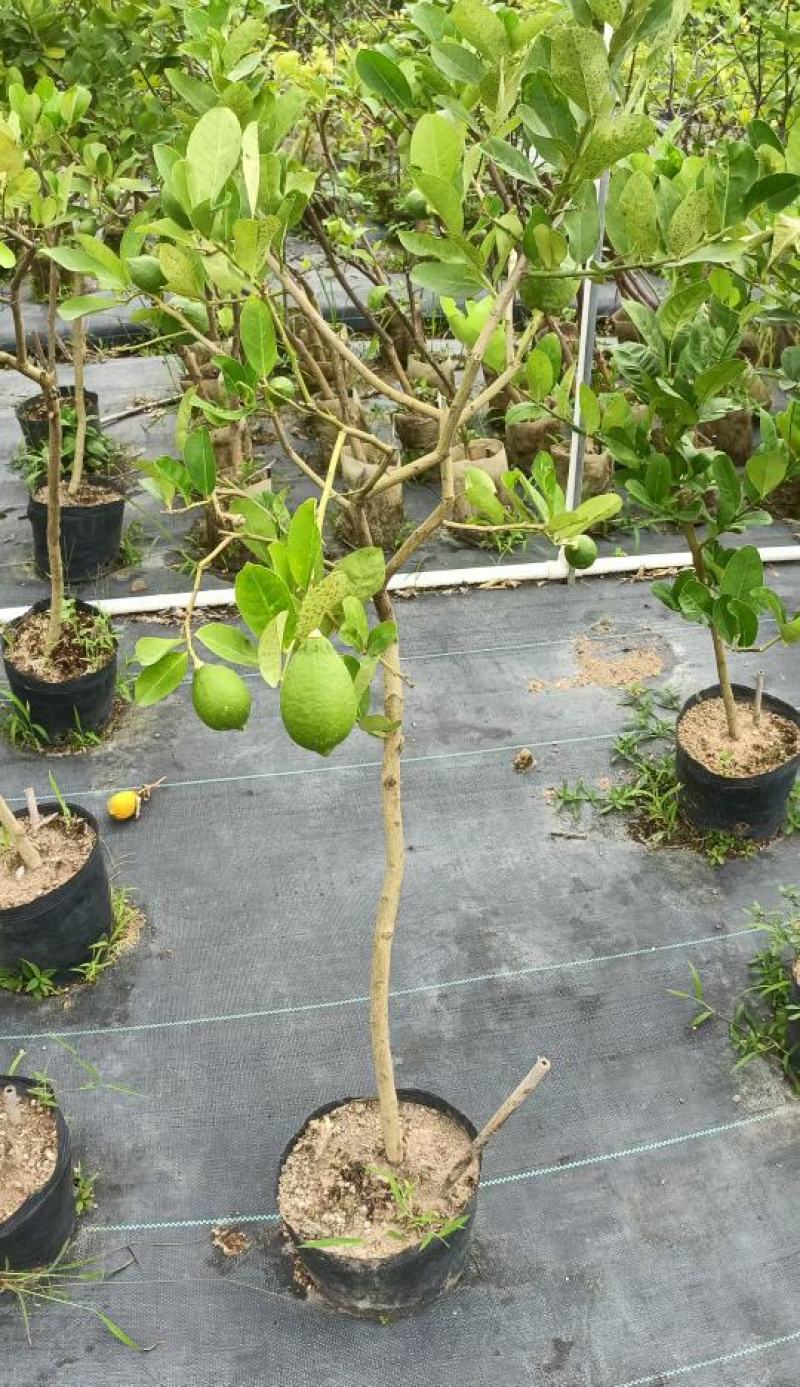 广东香水柠檬无籽青柠台湾无籽香水柠檬苗一年四季花果不停