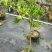 广东香水柠檬无籽青柠台湾无籽香水柠檬苗一年四季花果不停