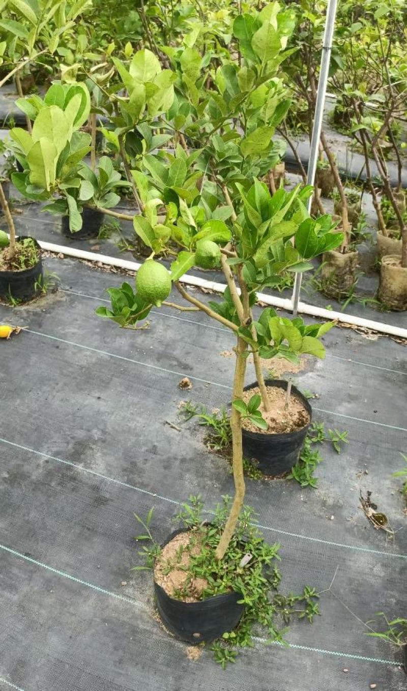 广东香水柠檬无籽青柠台湾无籽香水柠檬苗一年四季花果不停