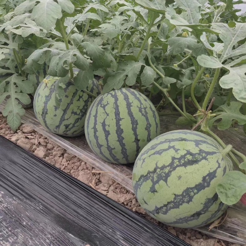 自产自销头批8424大棚西瓜大批量上市，水分充足口感超好