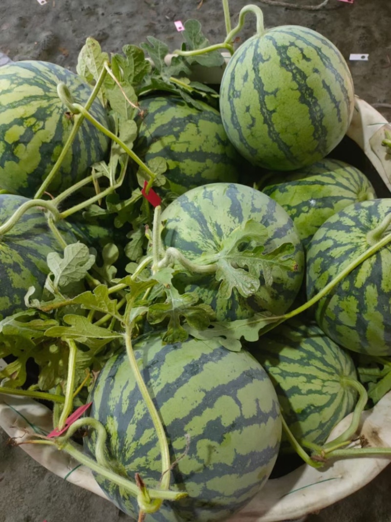 自产自销头批8424大棚西瓜大批量上市，水分充足口感超好