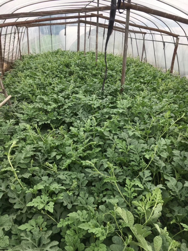 自产自销头批8424大棚西瓜大批量上市，水分充足口感超好