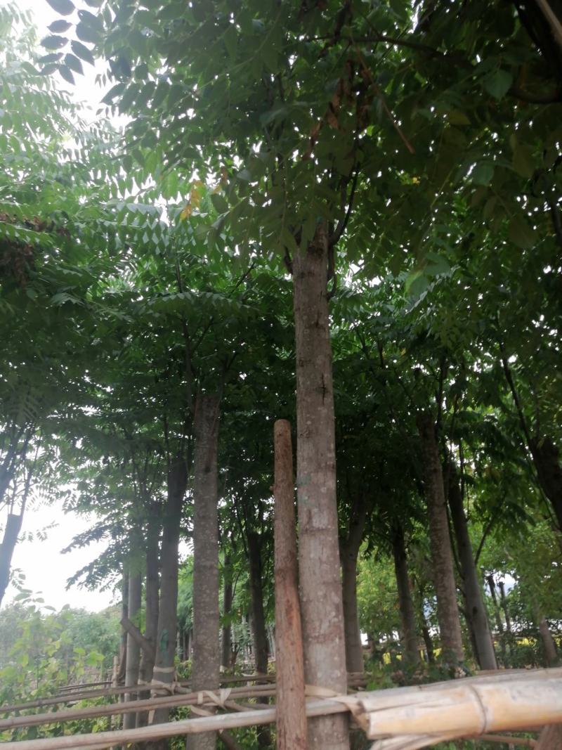 栾树，自产自销，可以预约实地看货。单干，有需要的老板看过