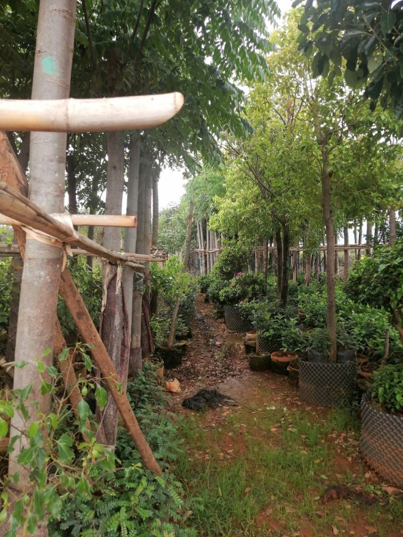 栾树，自产自销，可以预约实地看货。单干，有需要的老板看过