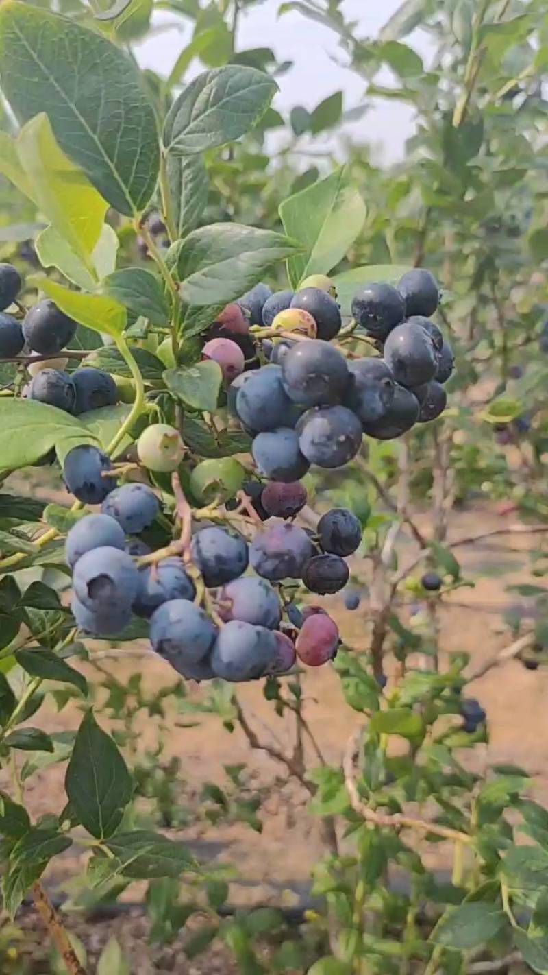 日照莱克系蓝莓，代办可包装。