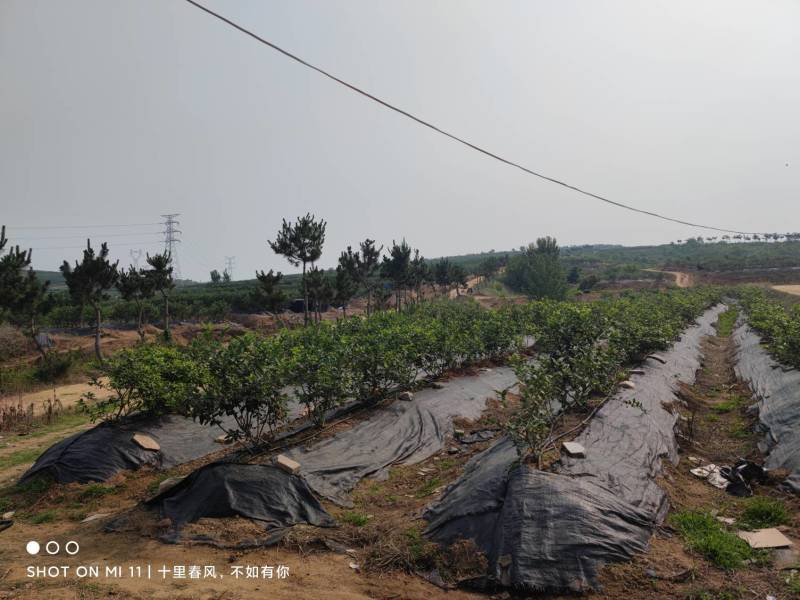 日照莱克系蓝莓，代办可包装。