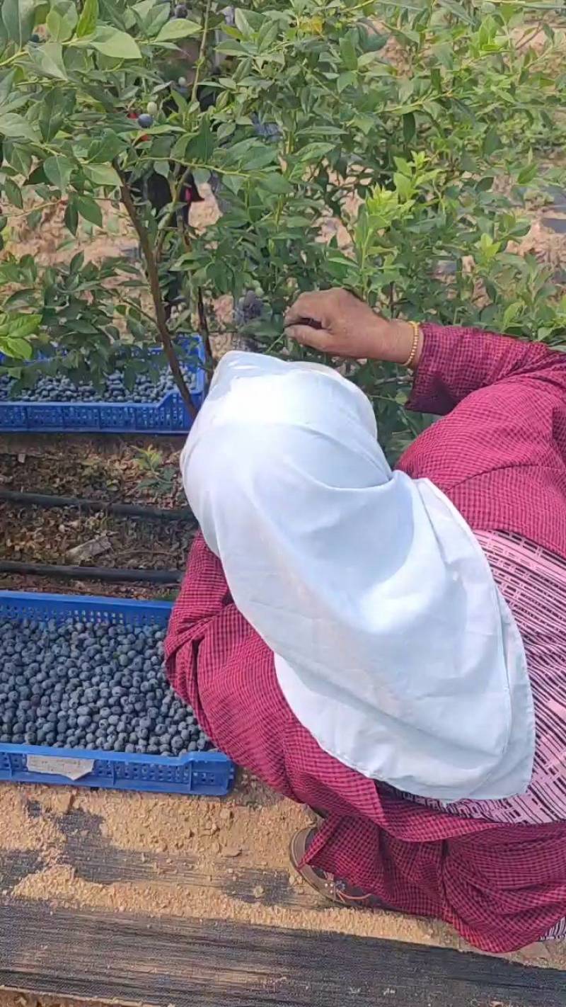 日照莱克系蓝莓，代办可包装。
