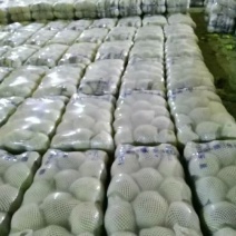 甘蓝大量有货需要的联系，冷库打冷，专业团队打包