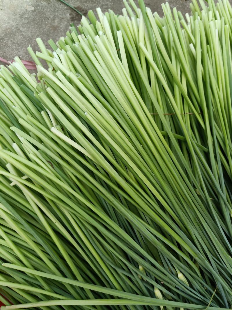 「大量上市」韭苔山东平度精品韭苔质好价优供应中电联