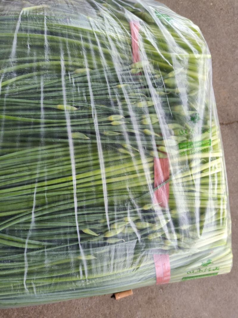 「大量上市」韭苔山东平度精品韭苔质好价优供应中电联