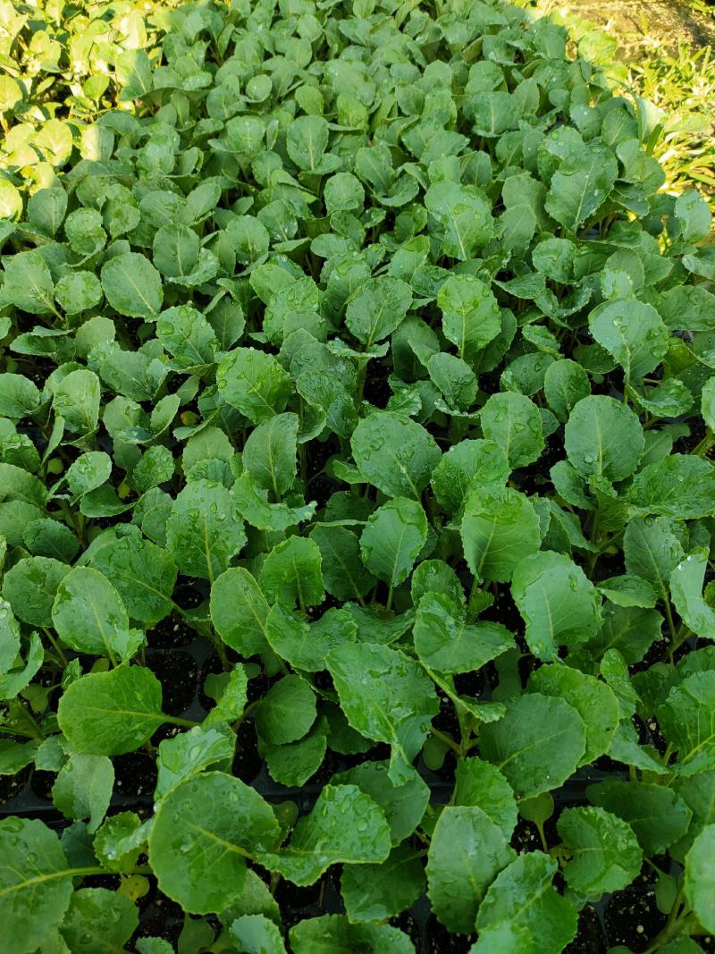 【诚信】花菜苗安徽鑫丰种苗基地保质保量代发全国电联