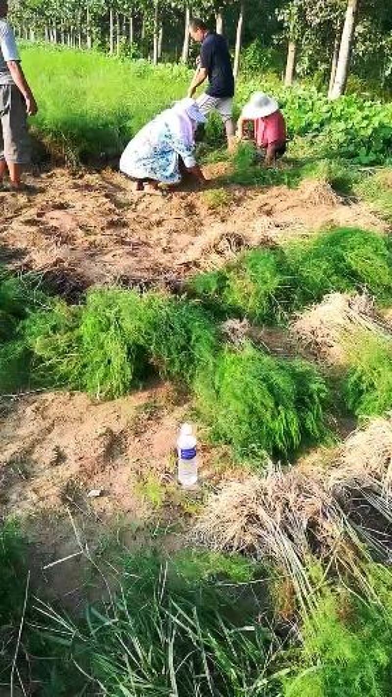 基地现挖芦笋种苗～芦笋苗批发量大优惠，质量诚信信得过单位