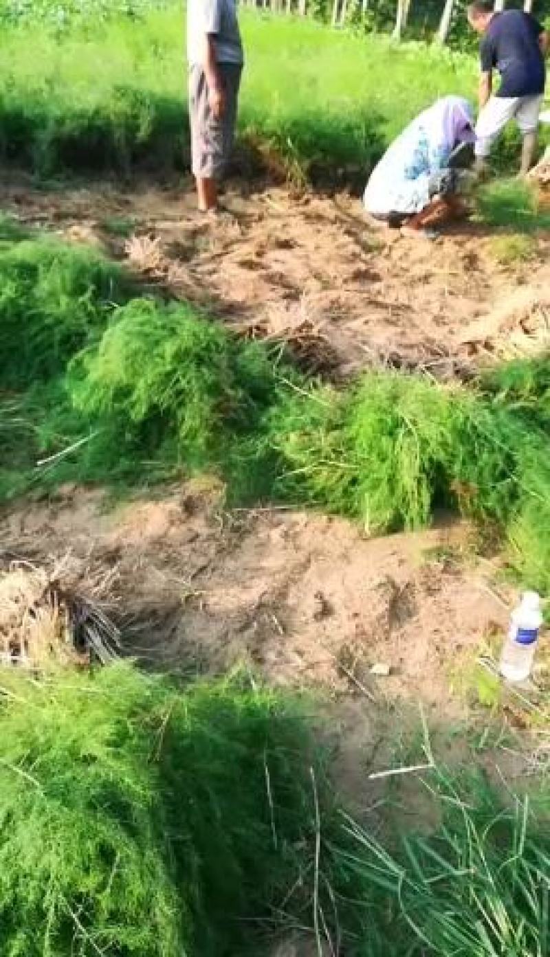 基地现挖芦笋种苗～芦笋苗批发量大优惠，质量诚信信得过单位