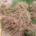 基地现挖芦笋种苗～芦笋苗批发量大优惠，质量诚信信得过单位