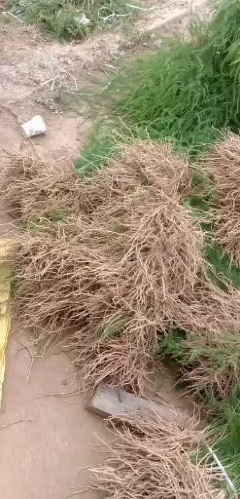 基地现挖芦笋种苗～芦笋苗批发量大优惠，质量诚信信得过单位