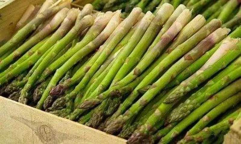 基地现挖芦笋种苗～芦笋苗批发量大优惠，质量诚信信得过单位