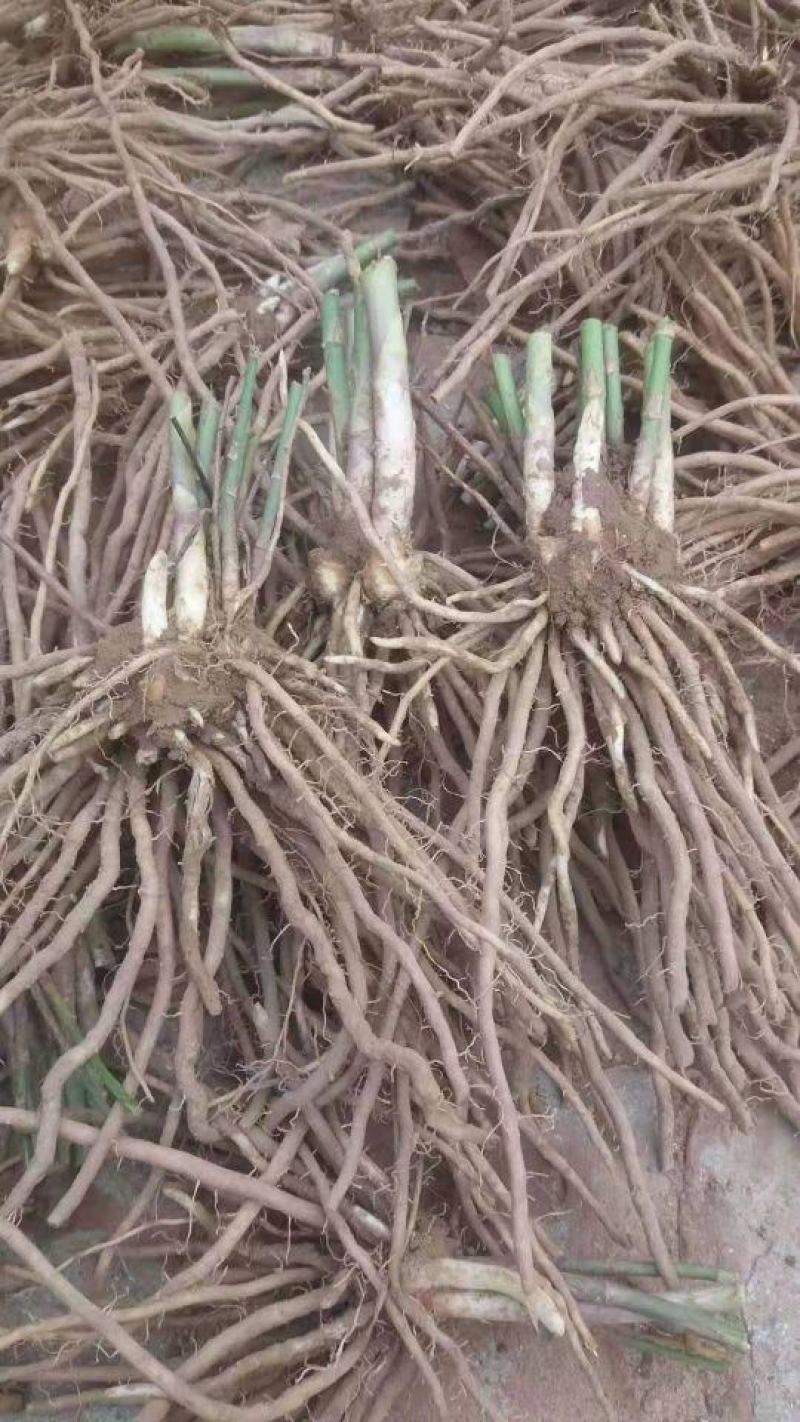 基地现挖芦笋种苗～芦笋苗批发量大优惠，质量诚信信得过单位