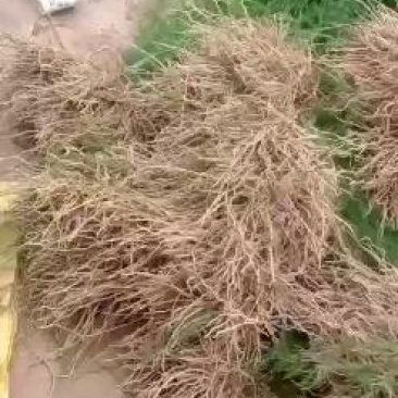 基地现挖芦笋种苗～芦笋苗批发量大优惠，质量诚信信得过单位