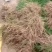 基地现挖芦笋种苗～芦笋苗批发量大优惠，质量诚信信得过单位