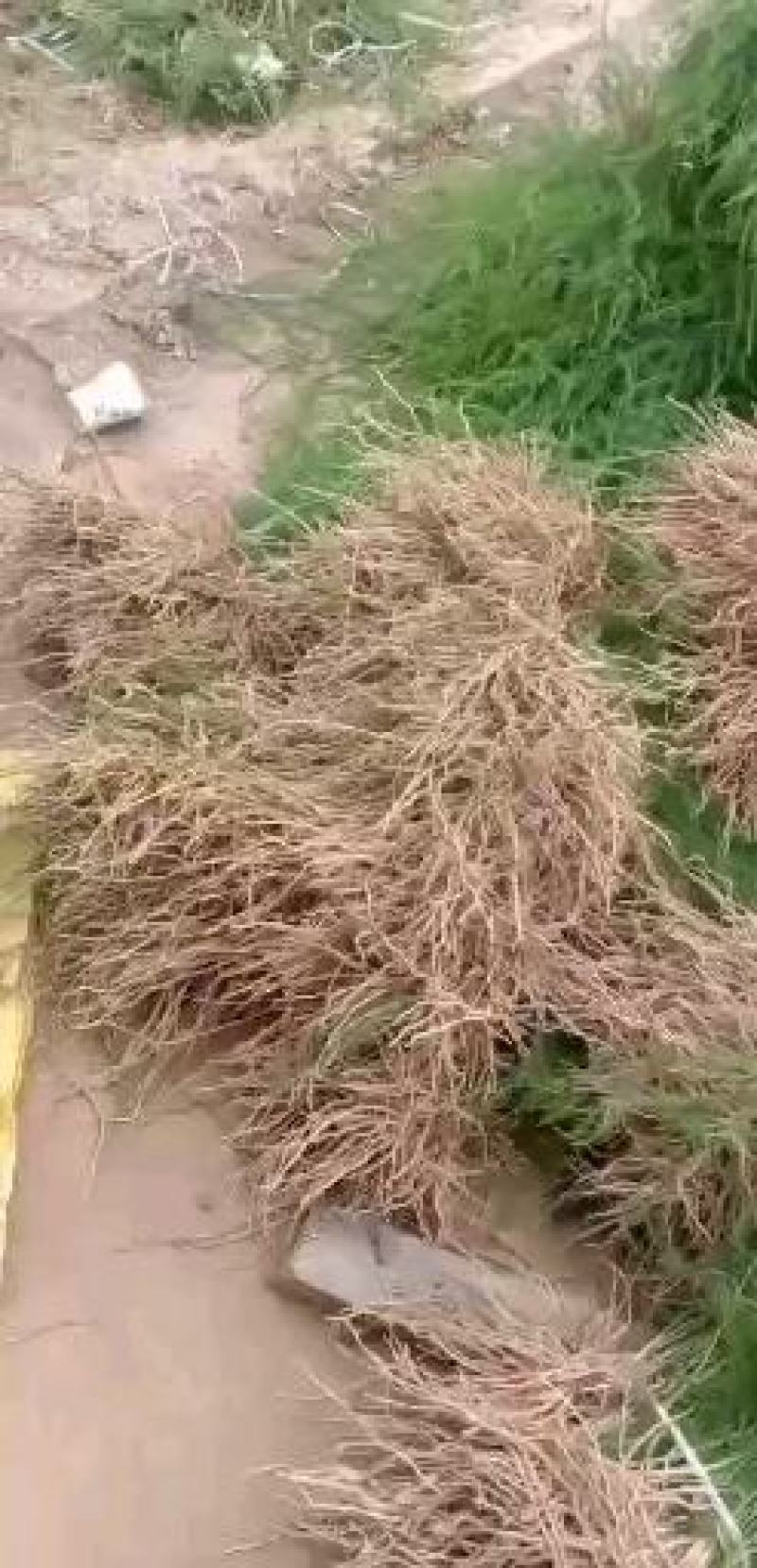 基地现挖芦笋种苗～芦笋苗批发量大优惠，质量诚信信得过单位