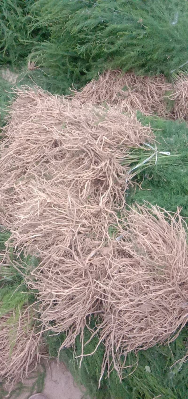 基地现挖芦笋种苗～芦笋苗批发量大优惠，质量诚信信得过单位