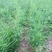 基地现挖芦笋种苗～芦笋苗批发量大优惠，质量诚信信得过单位
