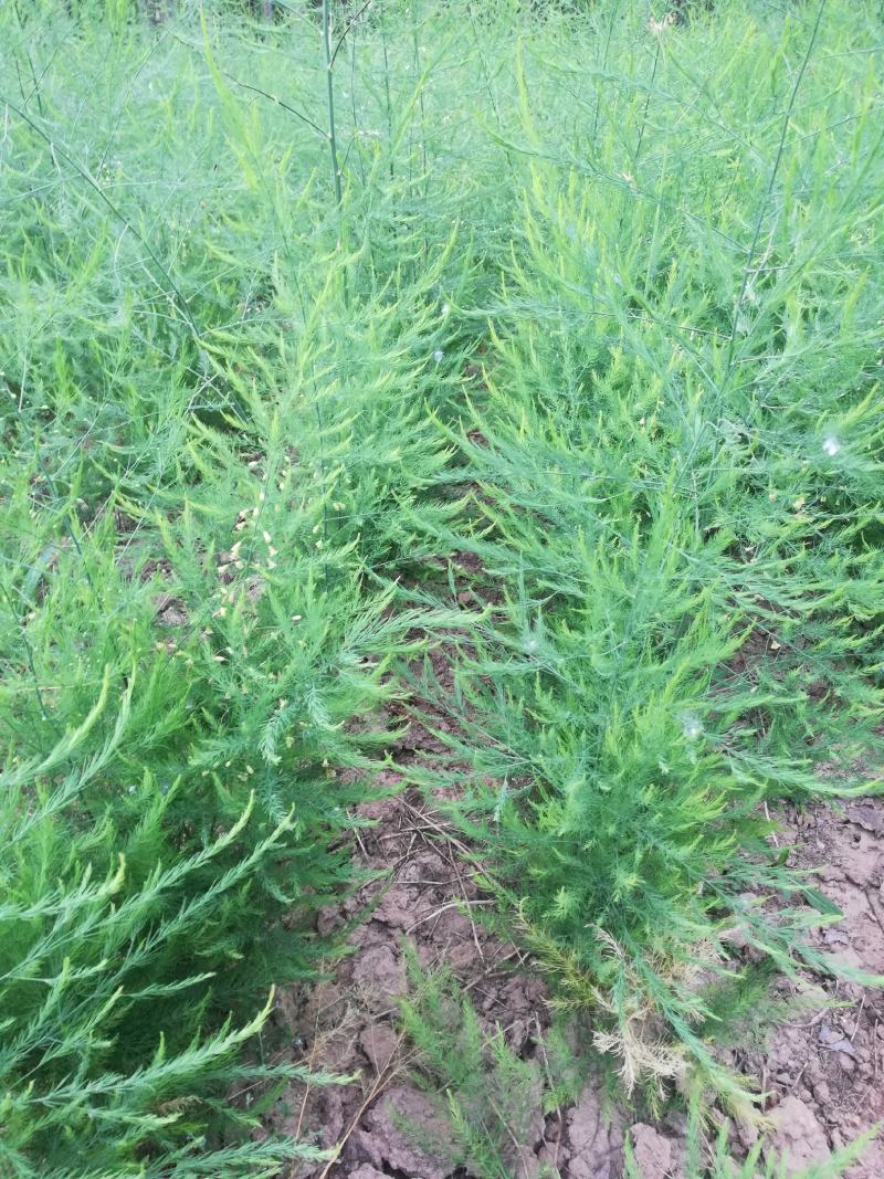 基地现挖芦笋种苗～芦笋苗批发量大优惠，质量诚信信得过单位