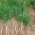 基地现挖芦笋种苗～芦笋苗批发量大优惠，质量诚信信得过单位
