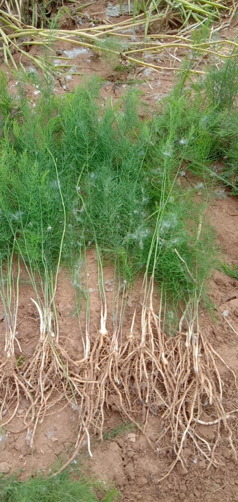 基地现挖芦笋种苗～芦笋苗批发量大优惠，质量诚信信得过单位