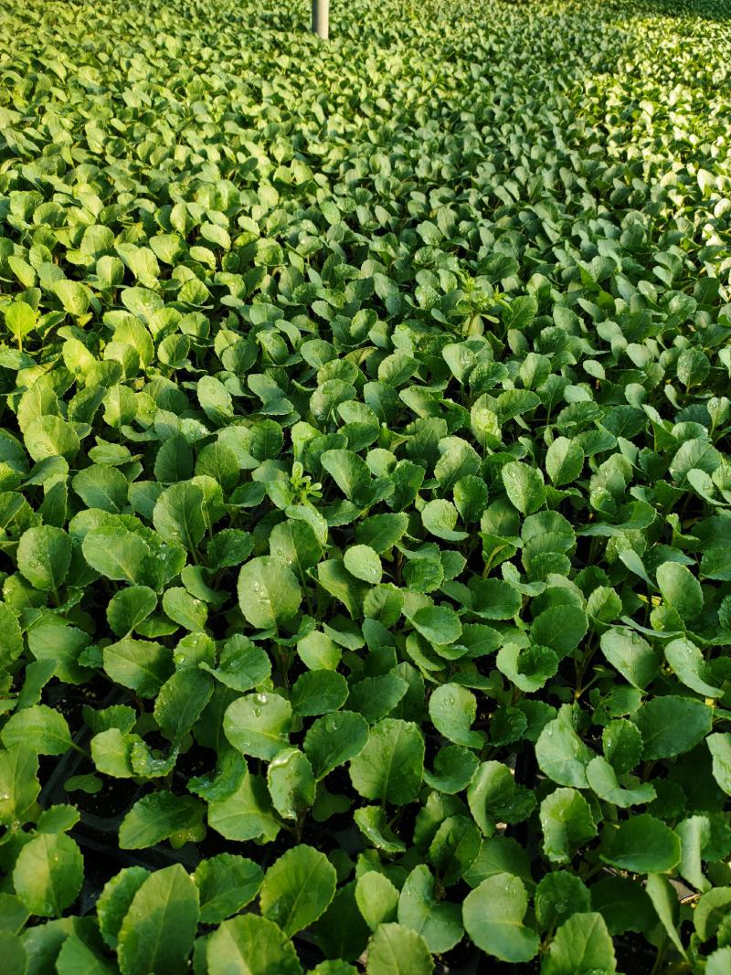 【诚信】花菜苗安徽鑫丰种苗基地保质保量代发全国电联