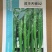天椒92线椒种子长线椒二荆条椒长可达45厘米，辣味浓