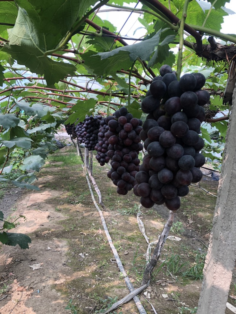 常州夏黑葡萄大量上市果粉好粒大型好