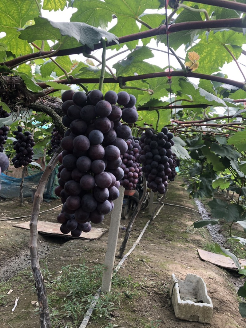 常州夏黑葡萄大量上市果粉好粒大型好
