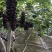 常州夏黑葡萄大量上市果粉好粒大型好